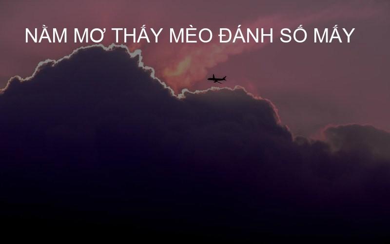 nằm mơ thấy mèo đánh số mấy