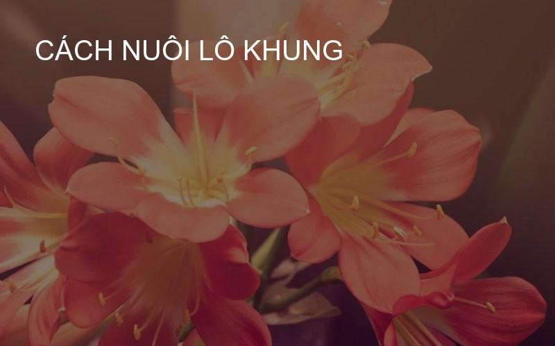 Cách Nuôi Lô Khung