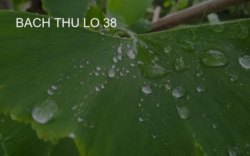 bach thu lo 38