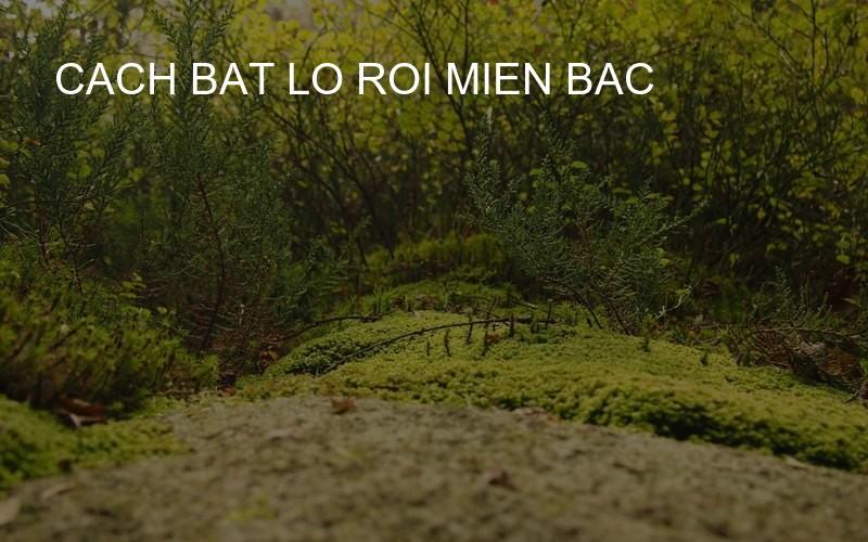 cach bat lo roi mien bac