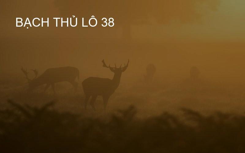 Bạch thủ lô 38