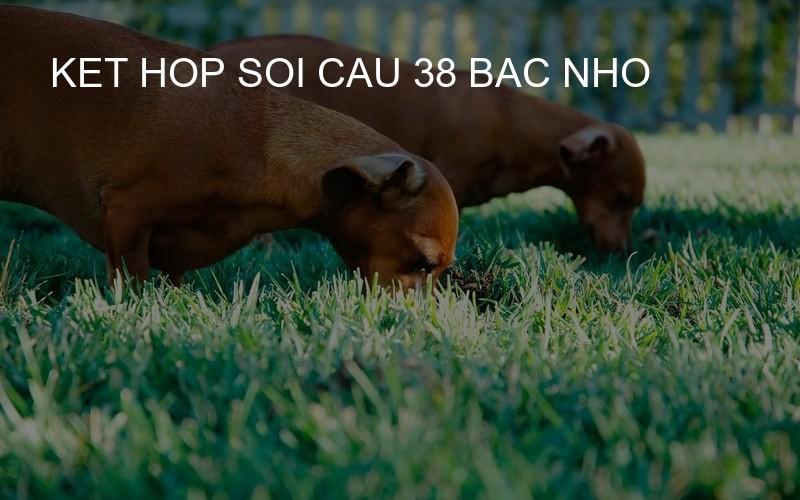 ket hop soi cau 38 bac nho