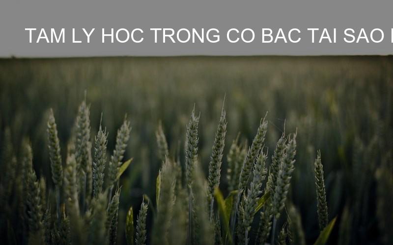 tam ly hoc trong co bac tai sao ban thua