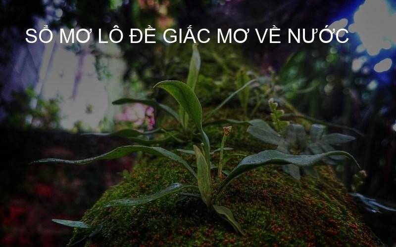 Sổ mơ lô đề giấc mơ về nước