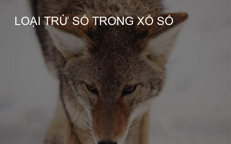 loại trừ số trong xổ số