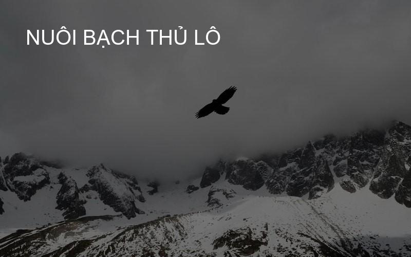nuôi bạch thủ lô
