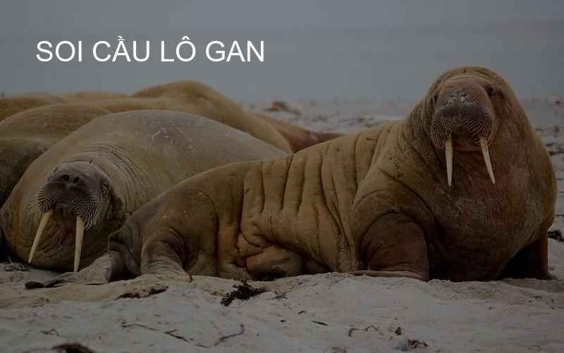 soi cầu lô gan