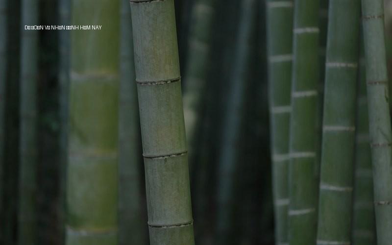 Dự đoán và nhận định hôm nay