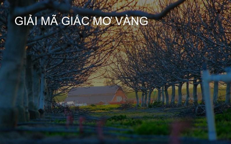 giải mã giấc mơ vàng