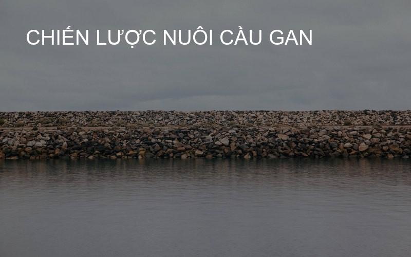 Chiến lược nuôi cầu gan