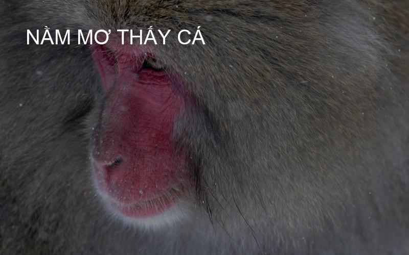 Nằm mơ thấy cá