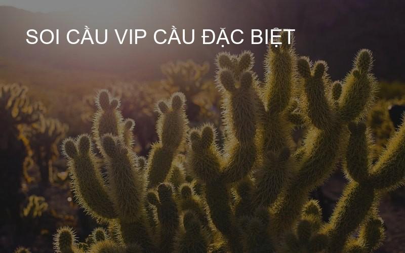 soi cầu VIP cầu đặc biệt