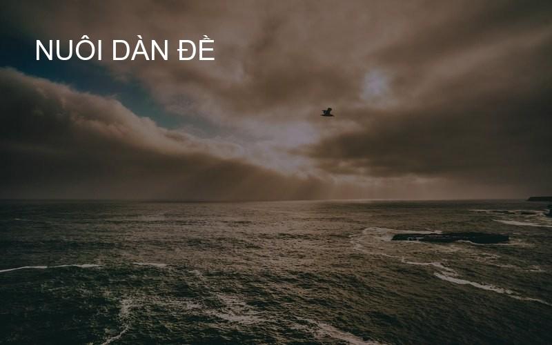 nuôi dàn đề