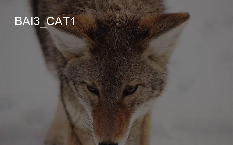 bai3_cat1