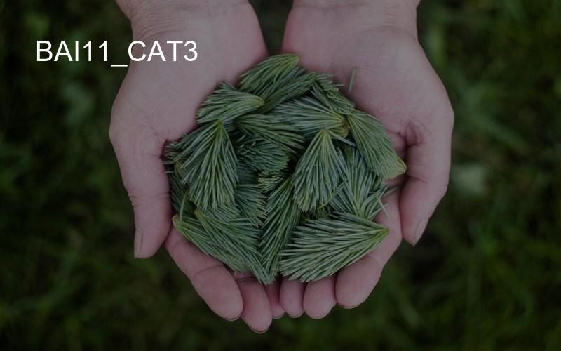 bai11_cat3